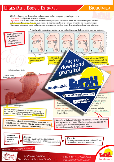 Visualização rápida da ficha de estudo desenvolvida pelo Bupah - Digestão fase Boca e estômago - Digestão fase Boca e estômago - Patrocinada por Elizete Doces