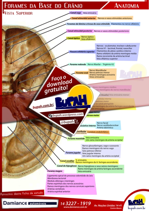 Visualização rápida da ficha de estudo desenvolvida pelo Bupah - Forames da base do crânio - Patrocinada por Damiance automóveis
