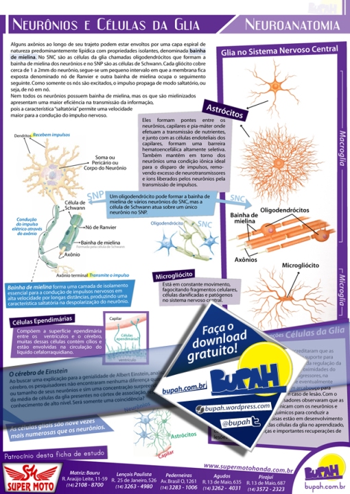 Visualização rápida da ficha de estudo desenvolvida pelo Bupah - Neurônios e Células da Glia - Patrocinada por Super Moto